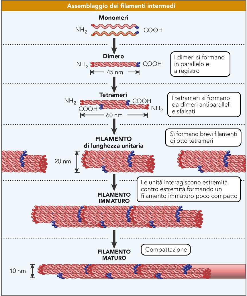 Struttura e assemblaggio dei filamenti intermedi Tutte le proteine dei filamenti intermedi sono fibrose (anziché