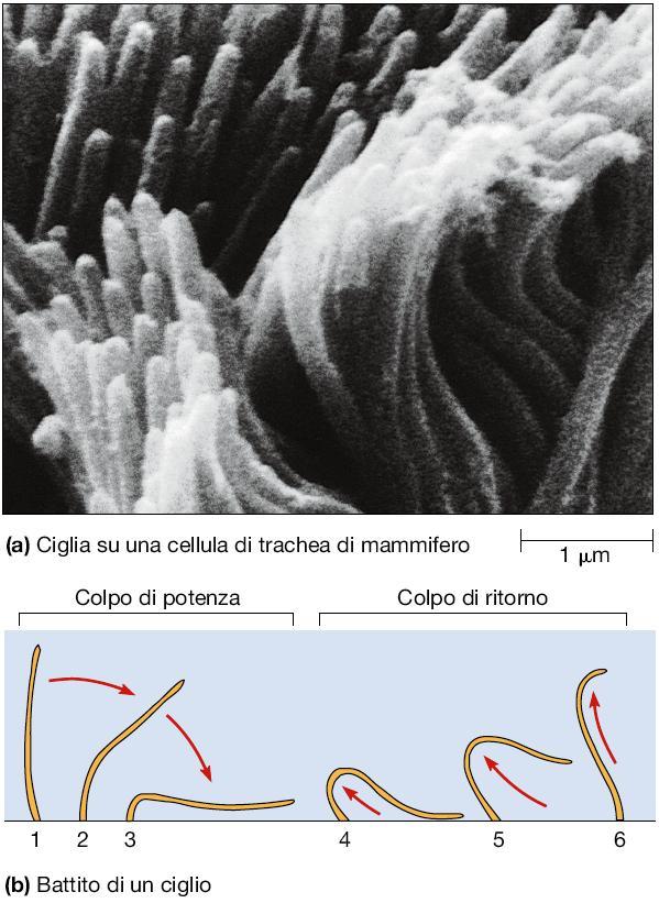 Ciglia e flagelli hanno basi strutturali comuni e differiscono solo nella lunghezza relativa (stesso diametro), nel