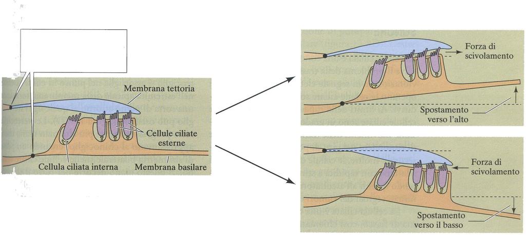 Il moto dell onda viaggiante dà il via al processo di trasduzione sensoriale Neuroscienze, Zanichelli Il punto di attacco al modiolo della membrana basilare e di quella tettoria non sono allineati Lo