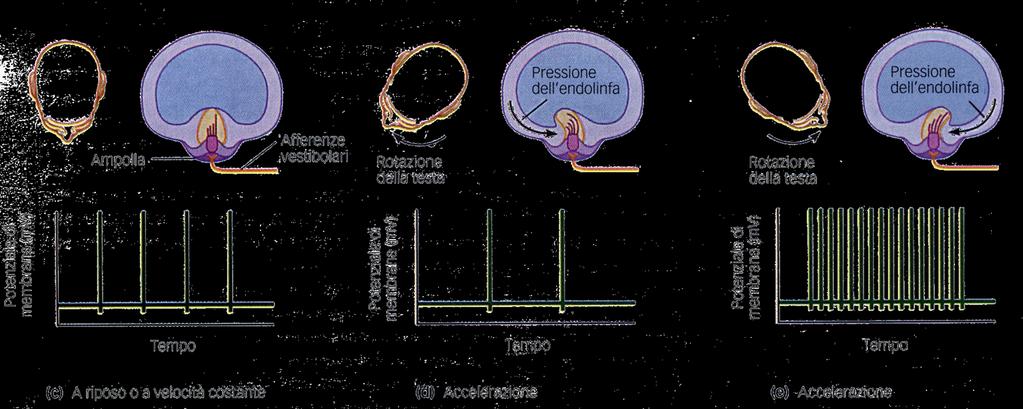 Attività del nervo vestibolare Le afferenze vestibolari hanno una loro velocità di scarica basale.