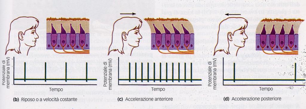 UTRICOLO Accelerazione lineare: A testa ferma la forza di gravità fa flettere la membrana otolitica, per segnalare la posizione della testa, ad ogni angolazione corrisponde la flessione di un