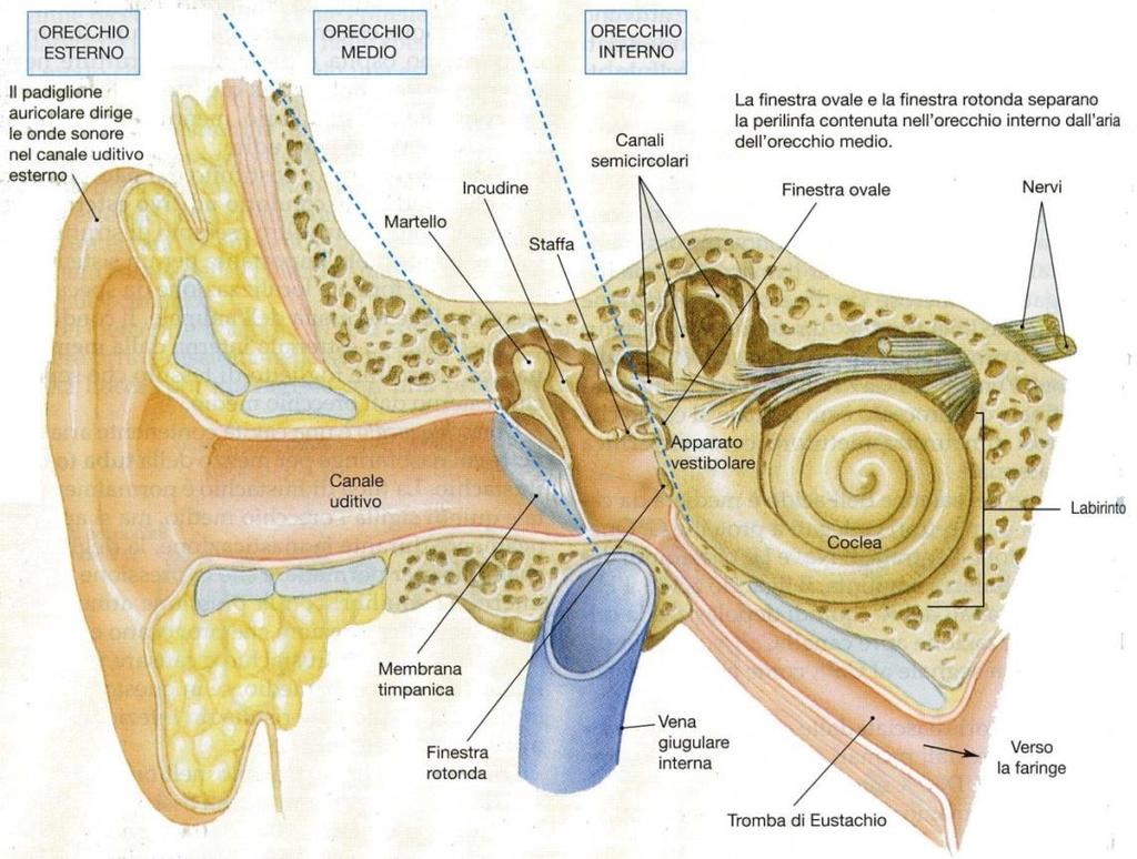 Organizzazione dell apparato uditivo La membrana timpanica è aperiodica e ha un alta capacità di smorzamento.