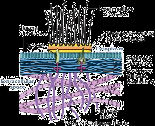 GIUNZIONI ADERENTI: gli EMIDESMOSOMI Negli emidesmosomi sono coinvolte proteine differenti.