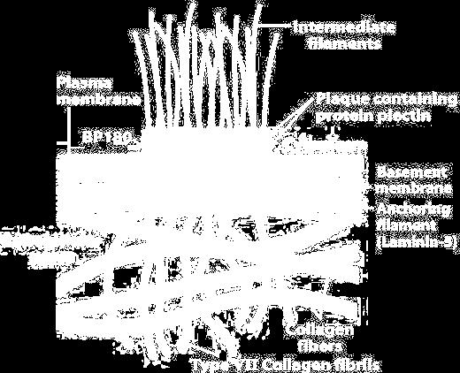 extracellulare tramite proteine-ponte tra cui la fibronectina e la laminina.