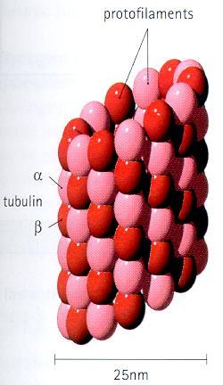 Microtubuli Sono composti da subunità globulari