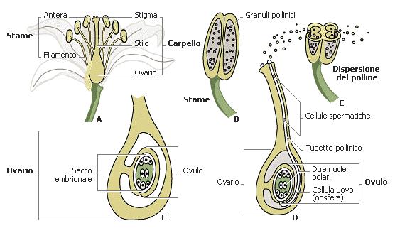 Impollinazione nelle angiosperme Il fiore delle angiosperme È costituito da: l'asse fiorale sulla cui estremità ingrossata (ricettacolo) si inseriscono i diversi verticilli; il calice, più esterno,