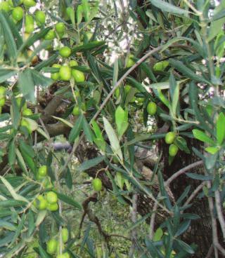 accuratamente tutta la vegetazione da proteggere. Su orticole impiegare al massimo 300 l di acqua/ha; su olivo impiegare 1200 l/ha; su frumento e barbabietola da zucchero 200 l/ha.