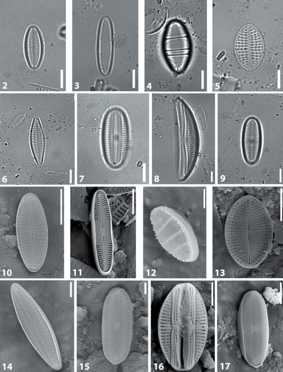 LAI et al. - Diatomee e qualità della sorgente carsica Su Gologone 41 Fig. 2-17.