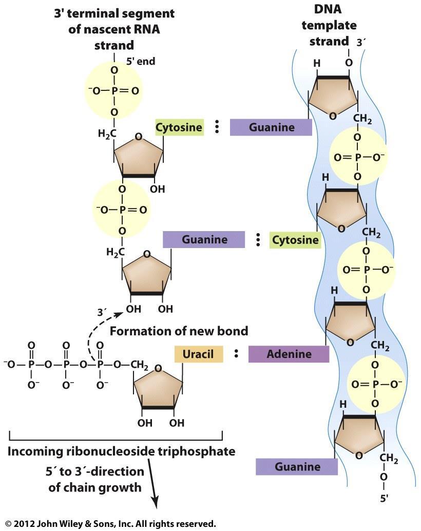 Il gruppo OH al 3 dell RNA si lega al fosforo sul nucleotide trifosfato formando un legame