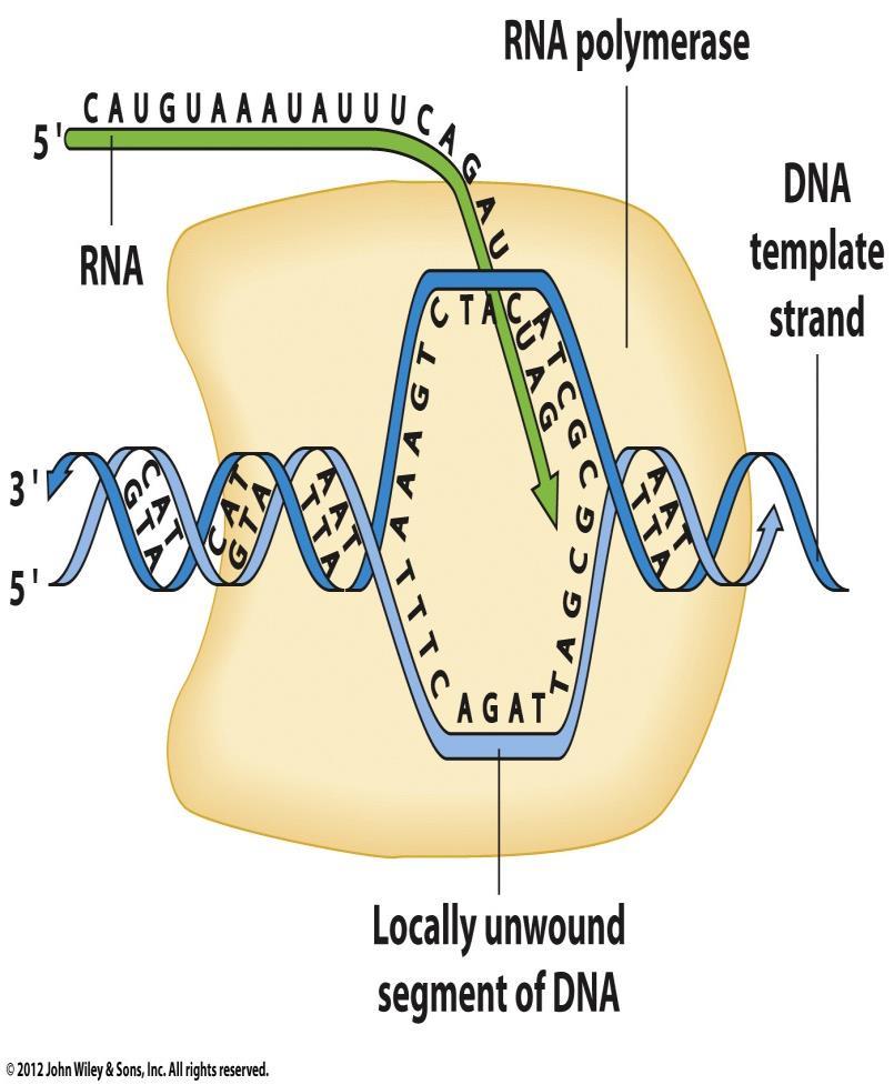 Si forma una bolla di trascrizione Eucarioti: Differenti RNA polimerasi Non c è un