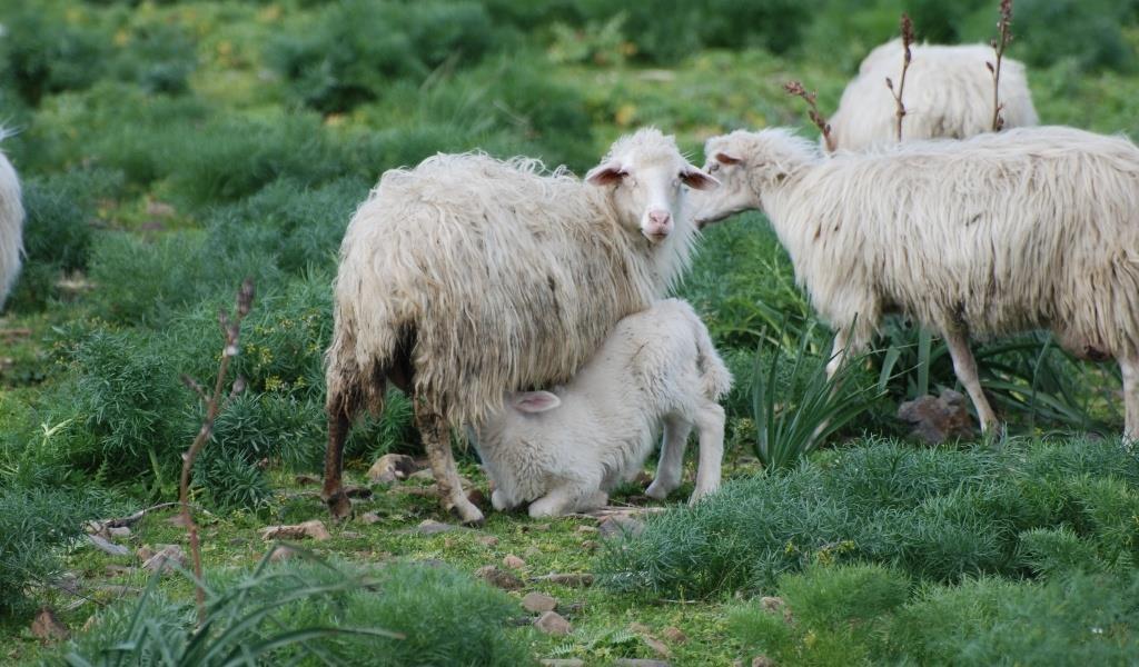 Produzione latte ovino Allevamento pecore da latte nei paesi dell area mediterranea (63% produzione mondiale