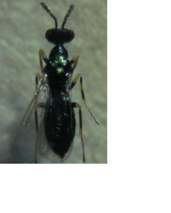 TIGNOLA (Prays oleae) Chrysoperla carnea attività predatoria pari al 71,1% sulla generazione carpofaga.