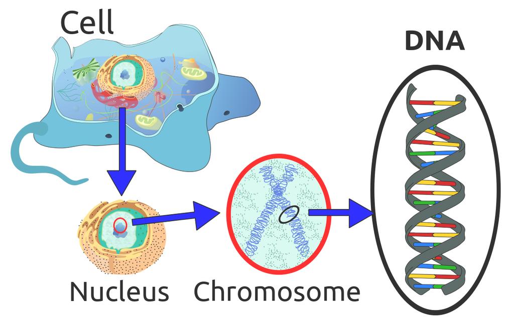 Cellula, nucleo e cromosomi