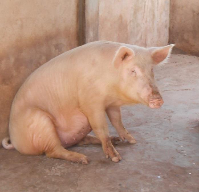 Questi porci appartengono ad una razza selezionata, sono stati allevati con alimenti di