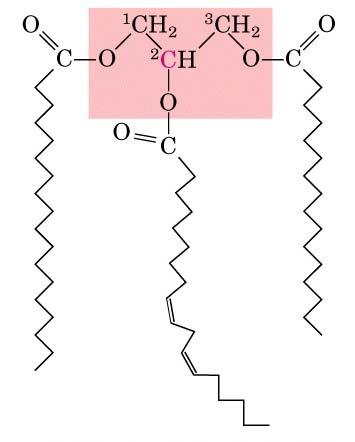 TRIGLICERIDI La lipasi scinde trigliceridi in glicerolo e acid