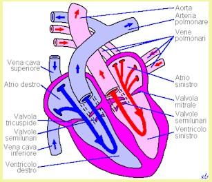 IL CUORE STRUTTURA Il cuore è situato nel torace, tra i due polmoni e il diaframma.