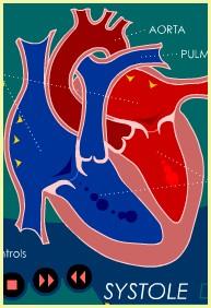 Possiede una circolazione nutrizionale distinta da quella funzionale, che comprende le arterie coronarie e le vene cardiache.