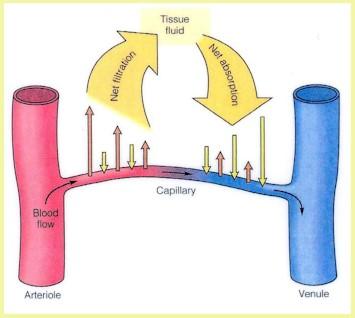 Due sono le forze che agiscono a livello dei capillari sanguigni: la pressione idrostatica e la pressione oncotica.