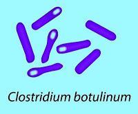 Intossicazione da Clostridium botulinum Il botulino è un batterio a forma di bastoncello, anaerobio, sporigeno.
