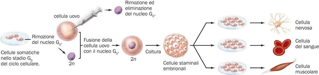 CLONARE UN ORGANISMO PLURICELLULARE E possibile clonare animali partendo da un nucleo diploide.