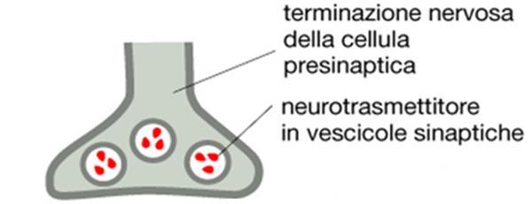 Genesi delle vescicole sinaptiche I neurotrasmettitori sono spesso molecole semplici: aminoacidi o loro derivati Le vescicole hanno un