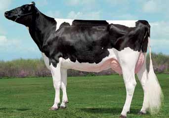 somatiche 107 net merit $ 643 FERTILITà 106 k caseina AB facilità parto toro 102 MR REGELCREEK SHOT AL VISION-GEN OMAN FANTASA VG-87 DOM 3-05 3x 305d 40,860m 3.6% 1481f 3.