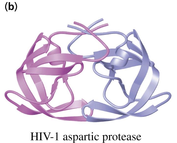 an identical protein.