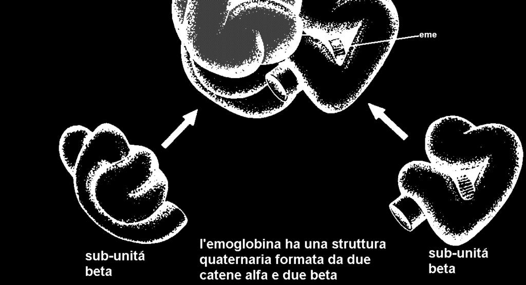 Nella mioglobina e nella emoglobina il ferro ione è sempre nella forma