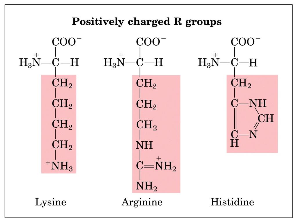 Gruppi R con carica positiva (idrofili) Lisina Arginina