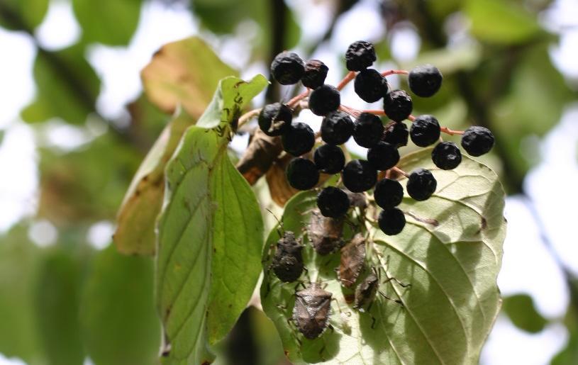 Attrattività piante ornamentali In generale l