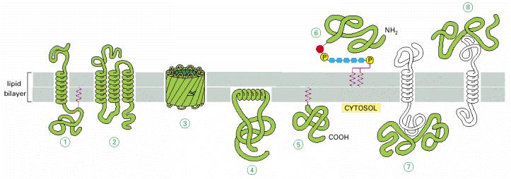 Proteine diverse sono associate in modo diverso con la membrana Completamente esposte all esterno attaccate al doppio strato con legami covalenti (specifico oligosaccaride) Le regioni idrofobiche