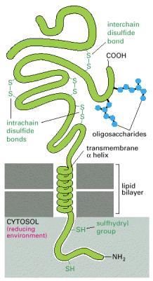 La gran parte delle proteine transmembrana nelle cellule animali sono glicosilate Le catene oligosaccaridi sono sempre nella parte non citosolica Il citosol è in genere un