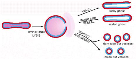 nucleo e altri organelli E facile preparare globuli rossi vuoti ("ghosts ): cellule in un mezzo con una concentrazione di sale minore di quella all interno della cellula lisi l