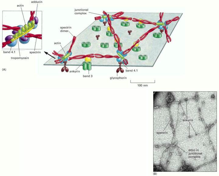 I dimeri di spettrina sono connessi da complessi formati da filamenti di actina (13 monomeri), adducina, e una molecola di tropomiosin Il citoscheletro è collegato alla membrana con un legame