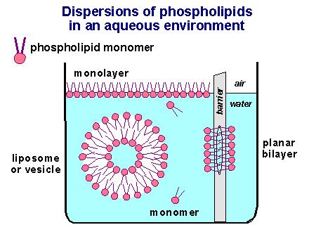 Riassumendo 1 le membrane biologiche consistono di un doppiostrato continuo di molecole lipidiche in cui sono immerse le proteine di membrana.