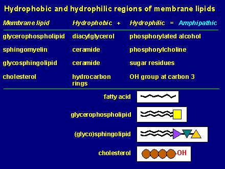 Riassumendo 2 Ci sono 3 classi principali di molecole lipidiche: fosfolipidi, colesterolo