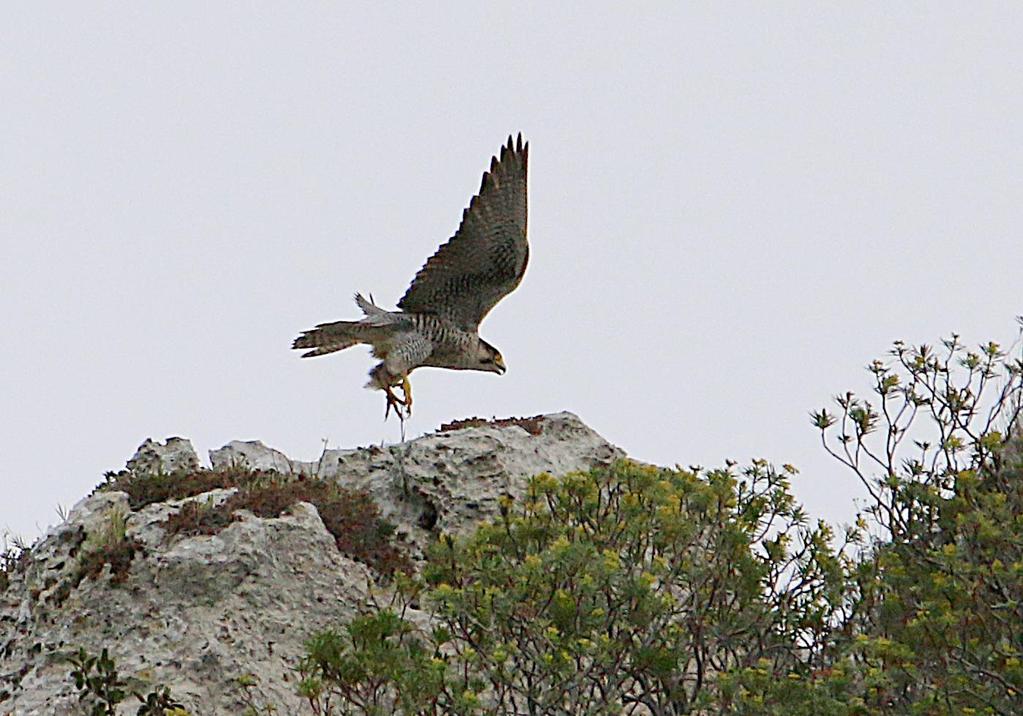 Censimenti di Lanario, Falco biarmicus feldeggii, nella Sicilia