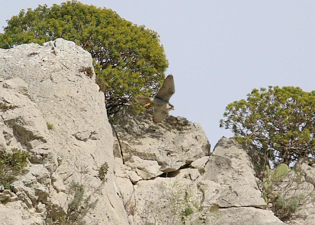 Che cosa è un censimento E un attività sul campo che ci permette di trovare dati e informazioni sulla