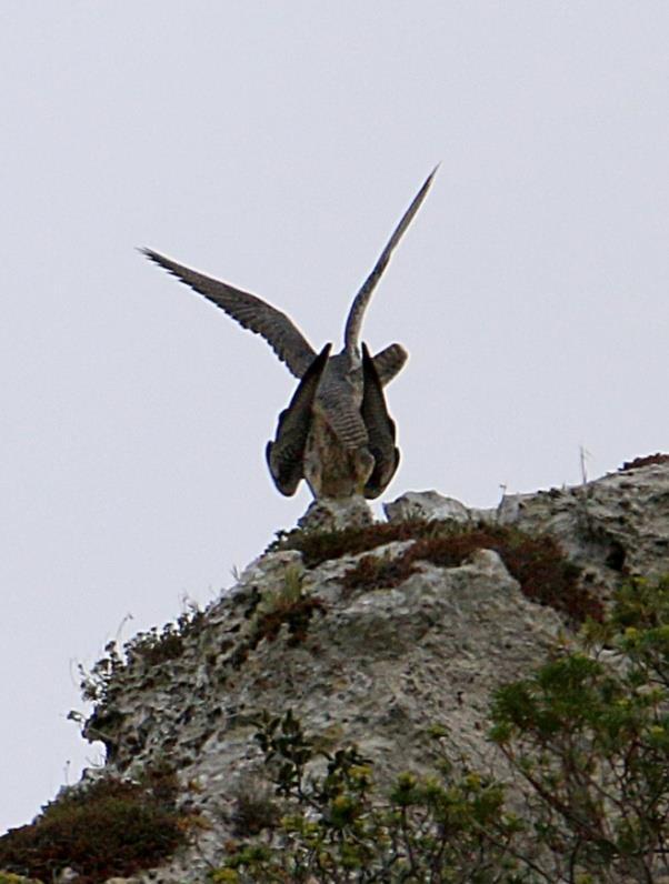 Nei censimenti qualitativi si verifica la presenza/assenza di una specie, quelli quantitativi, come nel