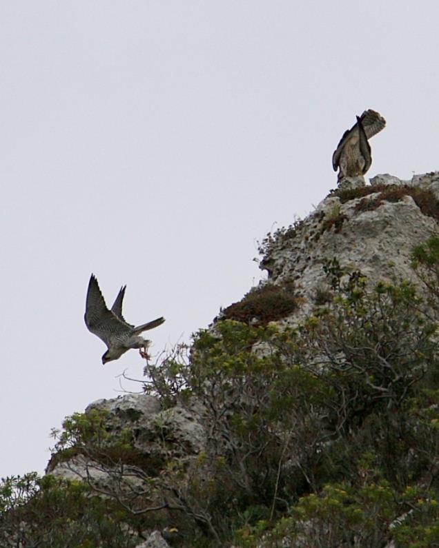 falconiformi, in particolare del lanario Falco biarmicus feldeggii.