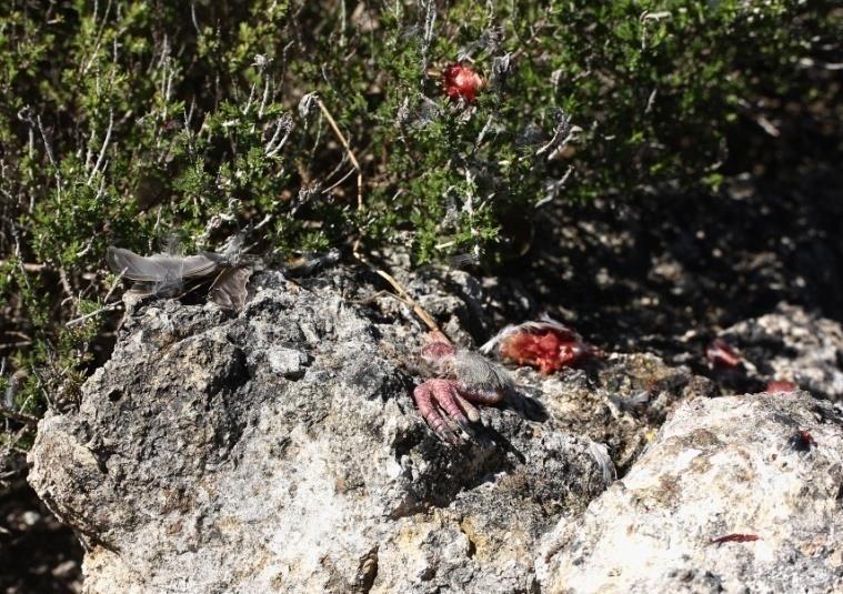 Sempre nel nuovo secolo, nella Sicilia centro-meridionale e nella provincia di Caltanissetta, la percentuale di lanari rispetto al pellegrino è variata dal 50% e 47,5% rispettivamente del 2007, al