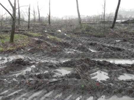 La sorgente è stata completamente distrutta e il bosco circostante gravemente danneggiato.