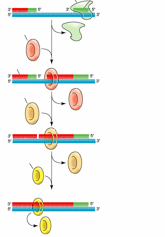LA SINTESI DEL FILAMENTO IN RITARDO Primasi Primer di RNA La DNA polimerasi III, a partire da un primer di RNA, sintetizza un frammento di Okazaki.