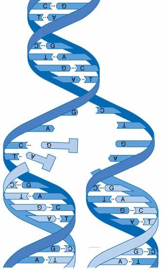 REPLICAZIONE DEL DNA Durante il processo di replicazione la doppia elica del DNA si srotola e ciascuno dei due filamenti