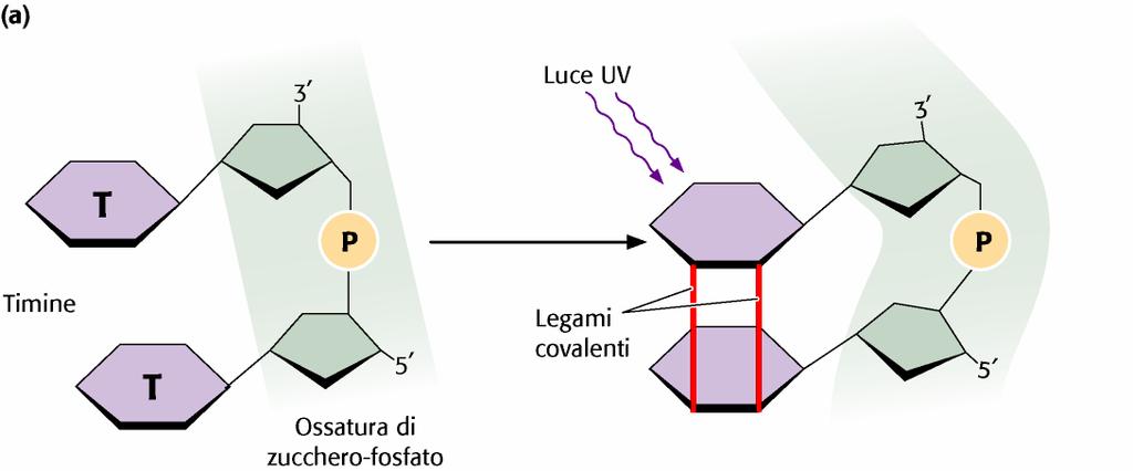 I DANNI INDOTTI DALLA LUCE UV Dimero di timine I raggi UV inducono la formazione di dimeri di timina Questi dimeri provocano una distorsione della doppia elica, che può bloccare o