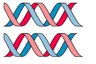 figlie è formata da un filamento di DNA