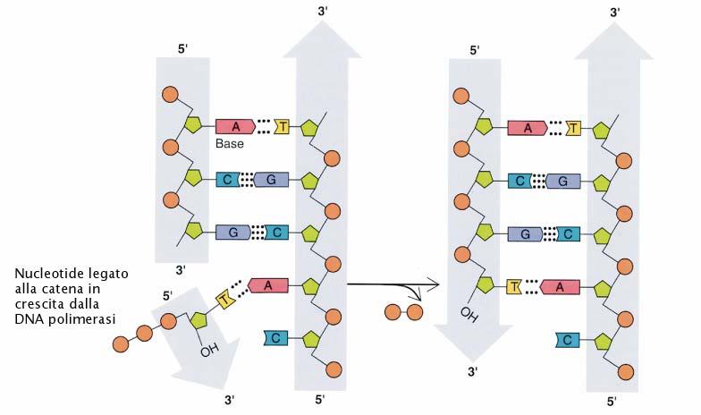 SINTESI DEL DNA.