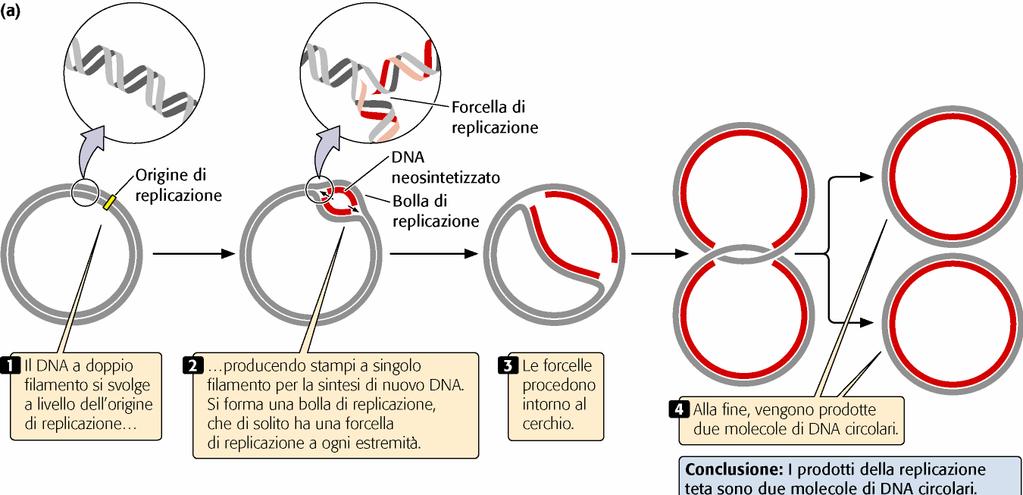 REPLICAZIONE NEI PROCARIOTI Cromosoma circolare con un unica origine di replicazione