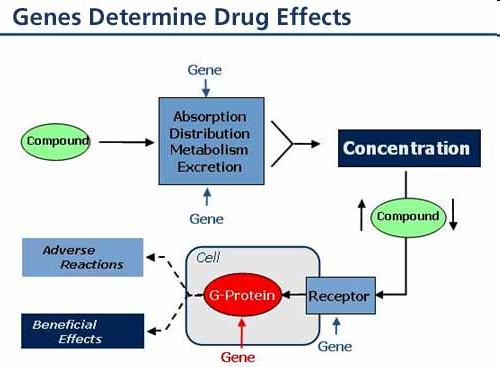 Farmacogenetica Per farmacogenetica si intende la differente sensibilità