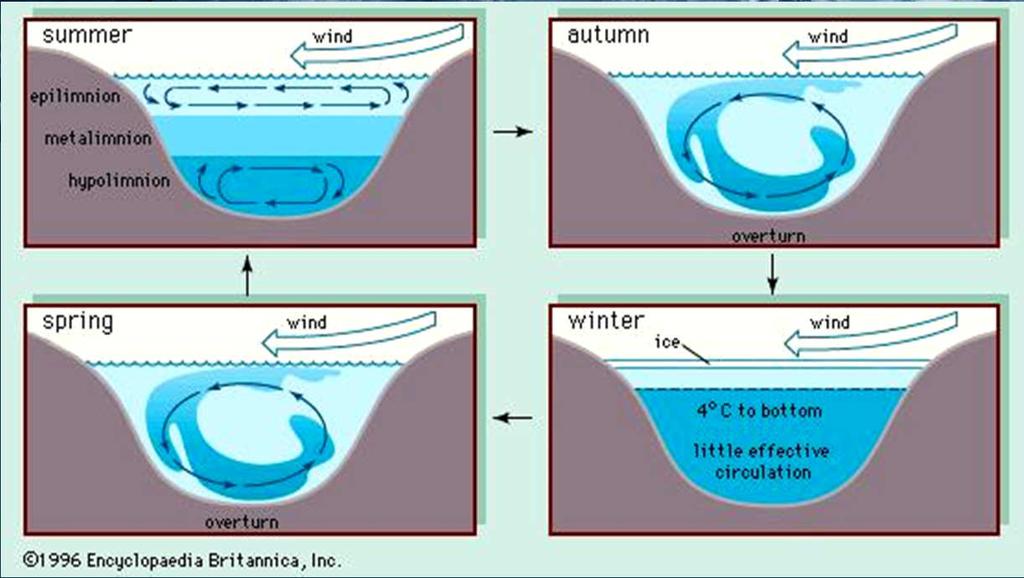 liquida.